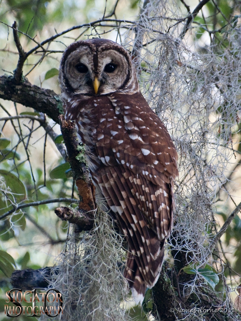 Barred owl-07-091811.JPG
